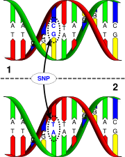 180px-Dna-SNP.svg.png