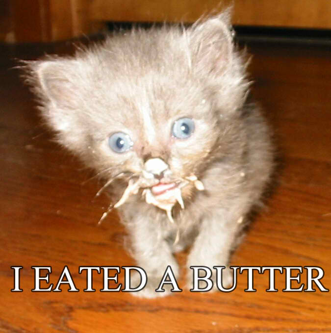 cat eating butter.jpg